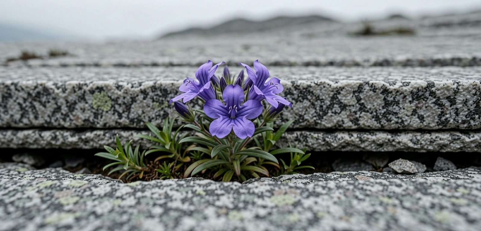 Alpine Flora Detail
